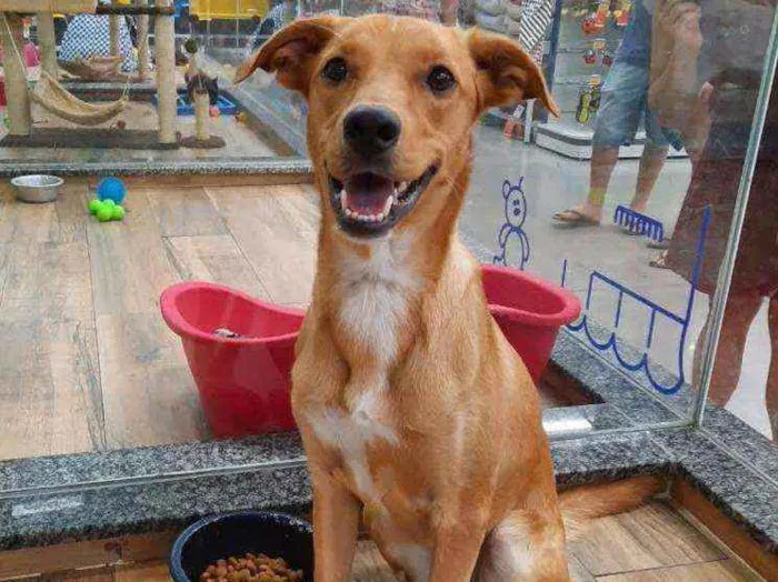 Cachorro ra a SRD idade 7 a 11 meses nome Pepê