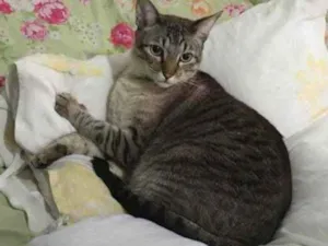 Gato raça Malhado idade 6 ou mais anos nome Mini