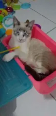 gato