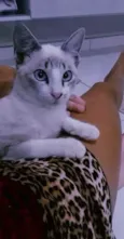 gato