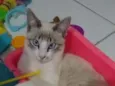 gato