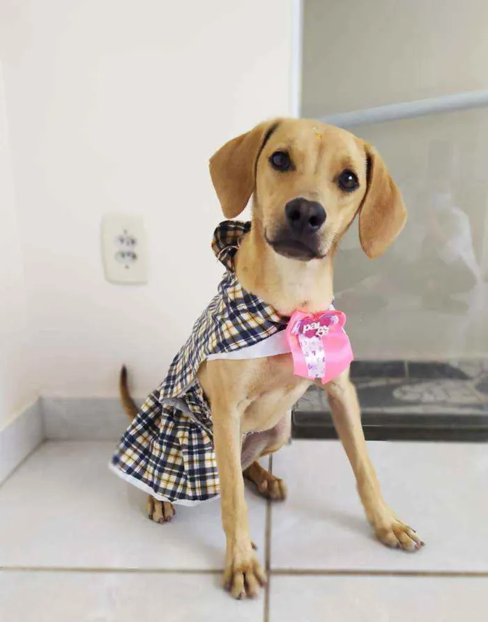Cachorro ra a Srd idade 1 ano nome Cindy