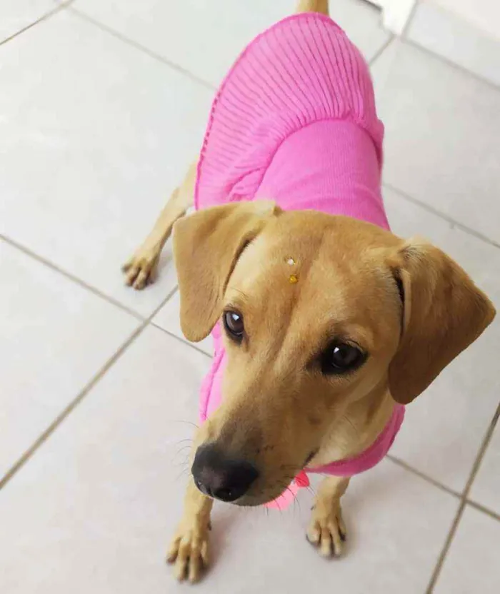 Cachorro ra a Srd idade 1 ano nome Cindy