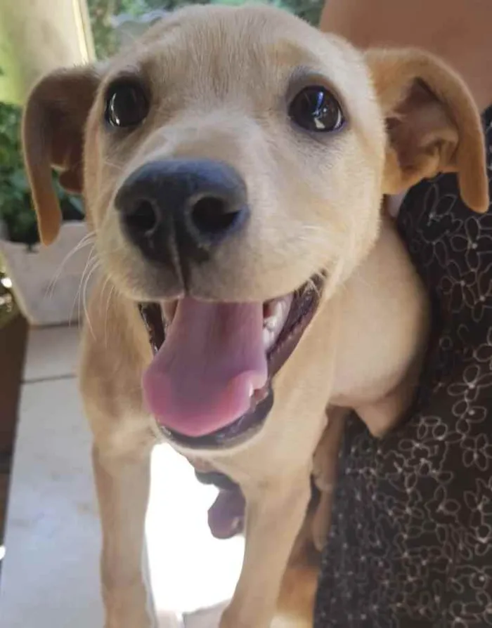 Cachorro ra a SRD  idade 2 a 6 meses nome Flor 