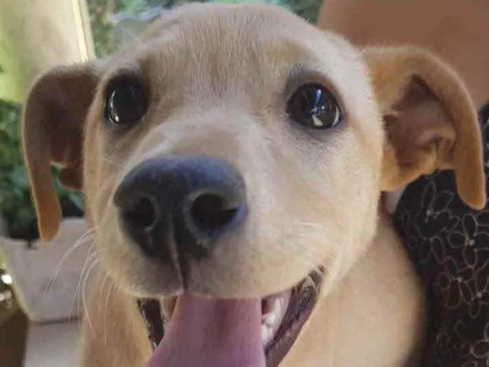 Cachorro ra a SRD  idade 2 a 6 meses nome Flor 
