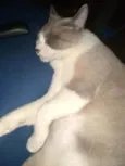 Cláudio