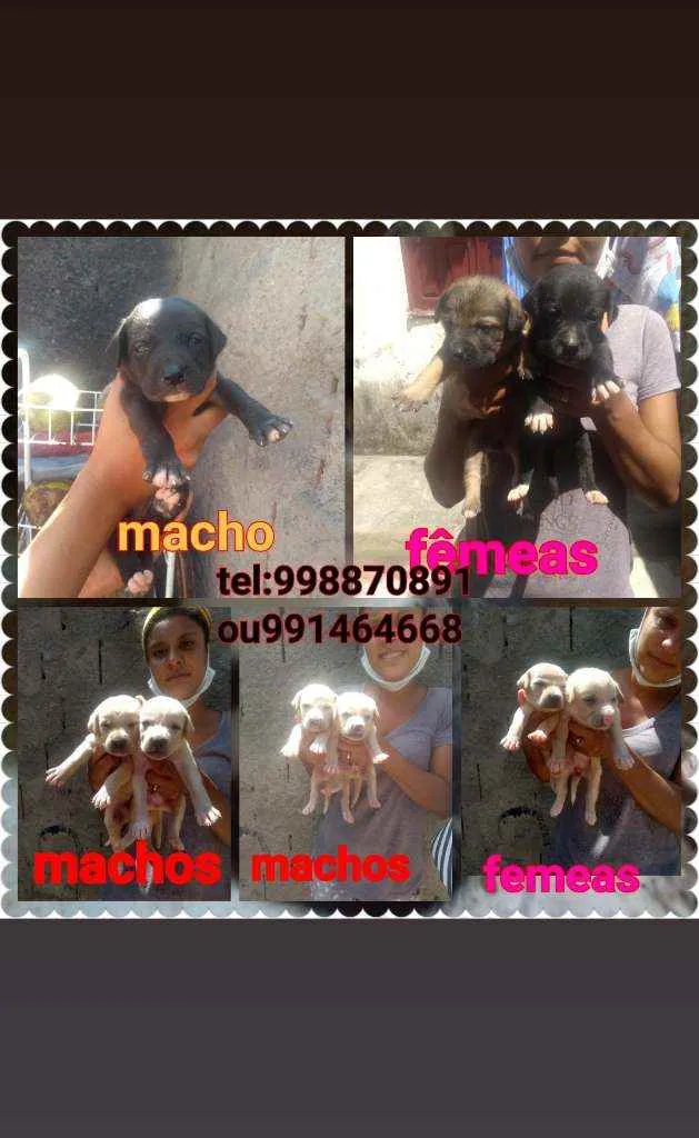 Cachorro raça Srd idade Abaixo de 2 meses nome Filhotes