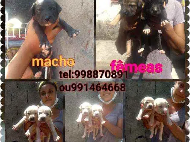 Cachorro raça Srd idade Abaixo de 2 meses nome Filhotes