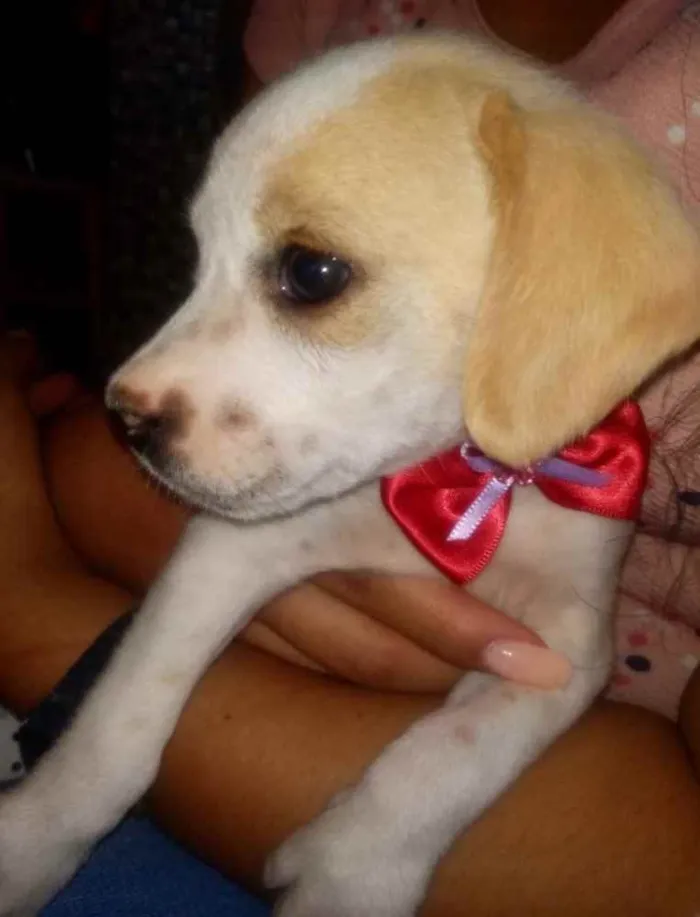 Cachorro ra a SRD idade 2 a 6 meses nome Maya 