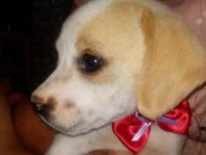 Cachorro raça SRD idade 2 a 6 meses nome Maya 