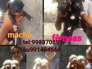 Cachorro raça Srd idade Abaixo de 2 meses nome Filhotes