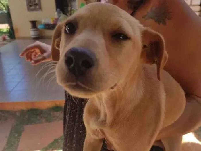 Cachorro ra a SRD  idade 2 a 6 meses nome Flor 