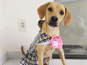 Cachorro raça Srd idade 1 ano nome Cindy