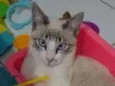 gato