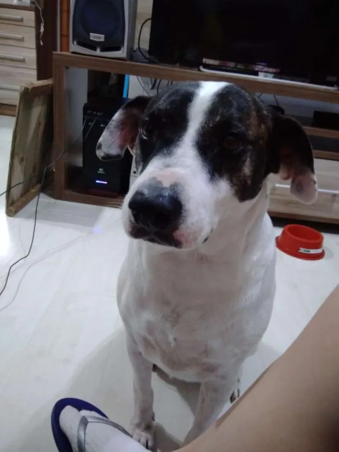 Cachorro ra a SRD-ViraLata idade  nome JOHN 