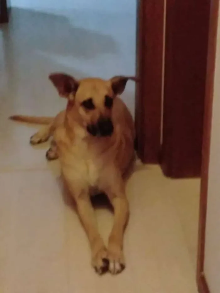 Cachorro ra a SRD-ViraLata idade  nome FRIDA