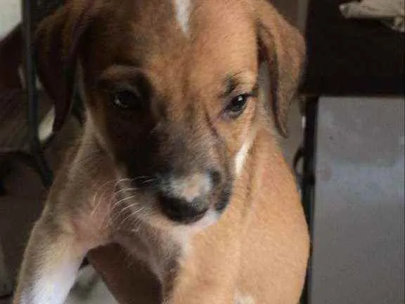 Cachorro raça Vira lata  idade 2 a 6 meses nome Romana