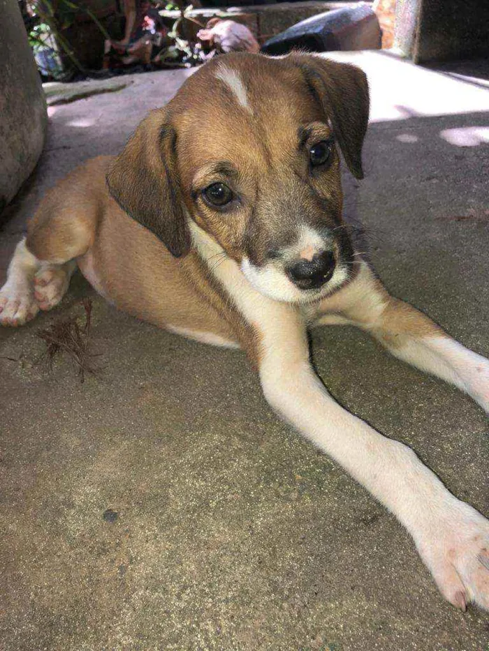 Cachorro raça Vira lata  idade 2 a 6 meses nome Romana