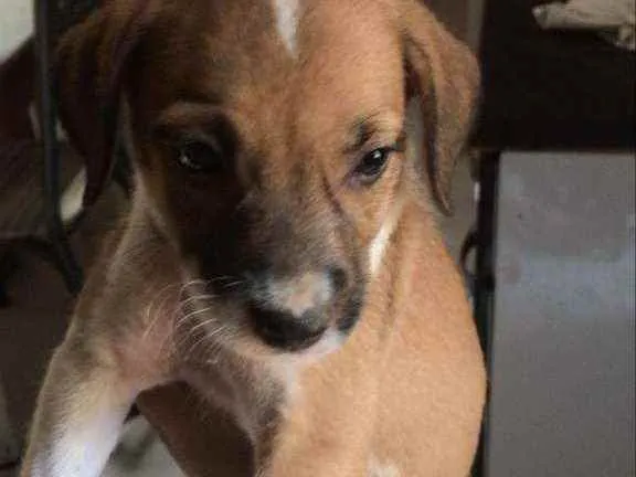 Cachorro raça Vira lata  idade 2 a 6 meses nome Romana