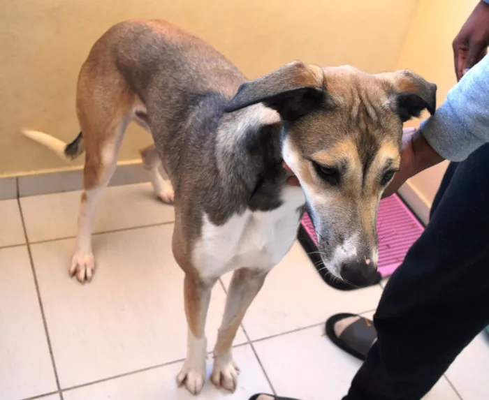 Cachorro ra a Sem raça definida idade 1 ano nome Bacon