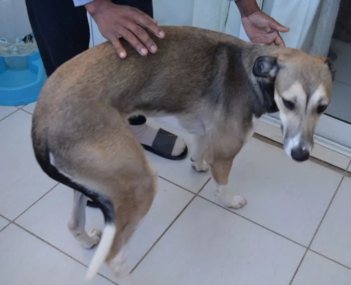 Cachorro ra a Sem raça definida idade 1 ano nome Bacon