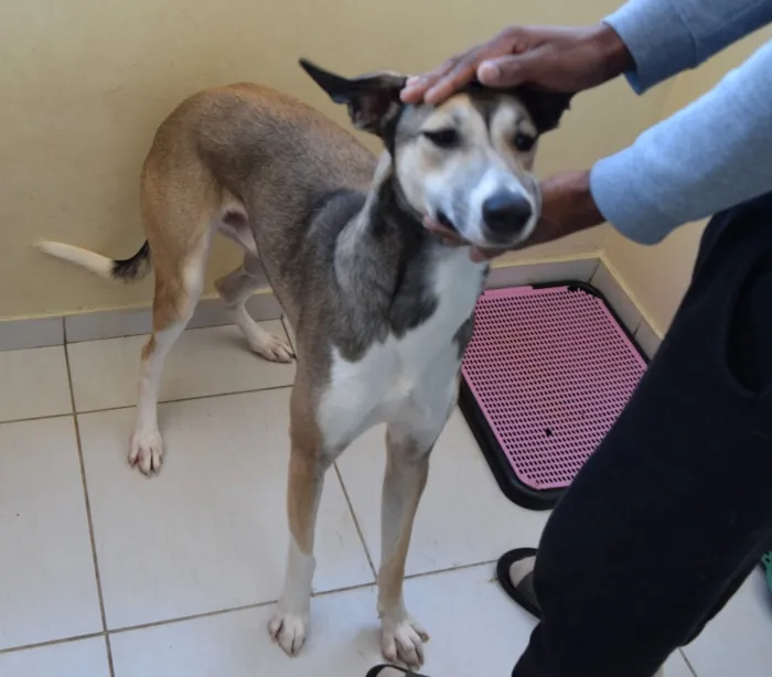 Cachorro ra a Sem raça definida idade 1 ano nome Bacon