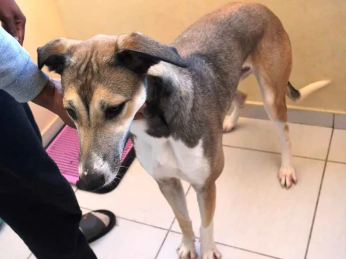 Cachorro ra a Sem raça definida idade 1 ano nome Bacon