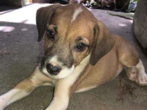 Cachorro raça Vira lata  idade 2 a 6 meses nome Romana