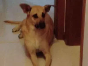 Cachorro raça SRD-ViraLata idade  nome FRIDA