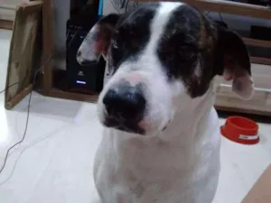 Cachorro raça SRD-ViraLata idade  nome JOHN 