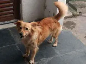 Cachorro raça Labrador com vira-lata idade 3 anos nome Lassie