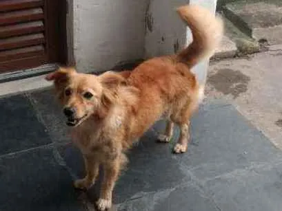 Cachorro ra a Labrador com vira-lata idade 3 anos nome Lassie