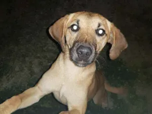 Cachorro raça Raca indefinida idade 2 a 6 meses nome Faisca