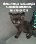 Pretinha