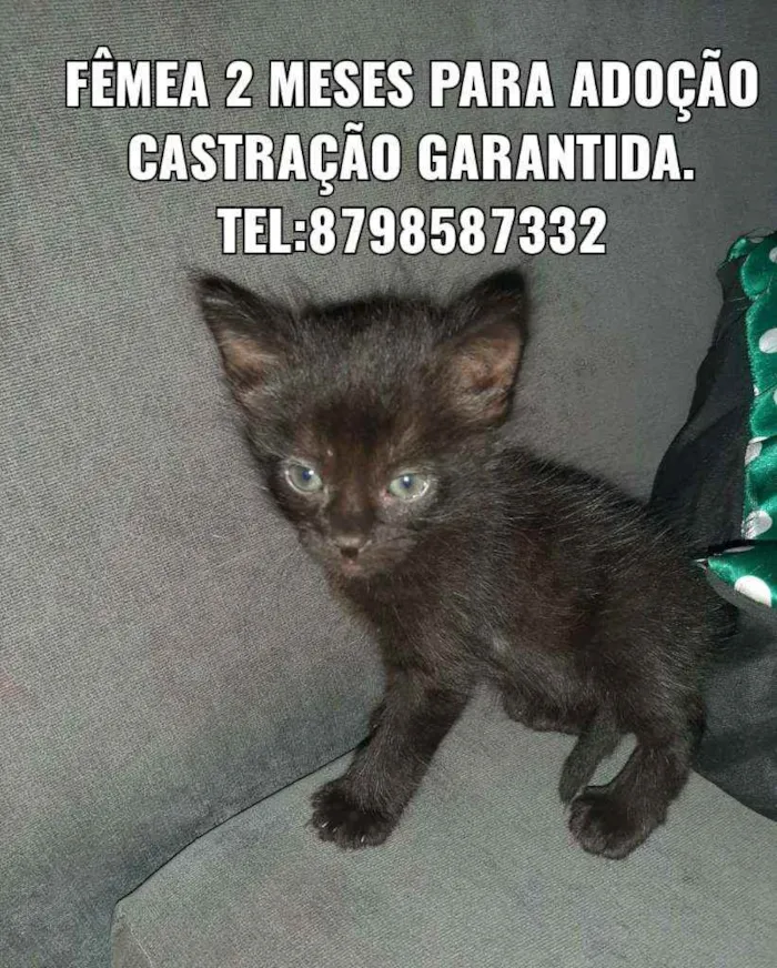 Gato ra a Sem raça  idade 2 a 6 meses nome Pretinha