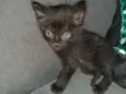 Pretinha