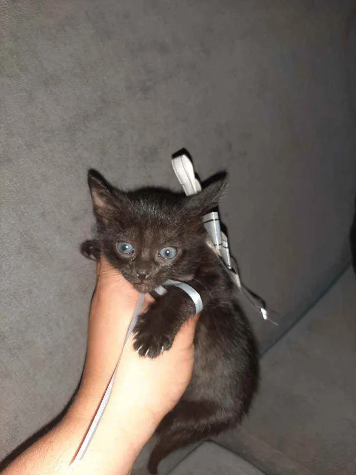 Gato ra a Sem raça  idade 2 a 6 meses nome Pretinha