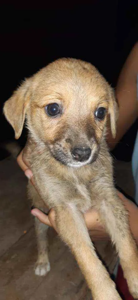Cachorro raça SRD idade 2 a 6 meses nome Filhites4