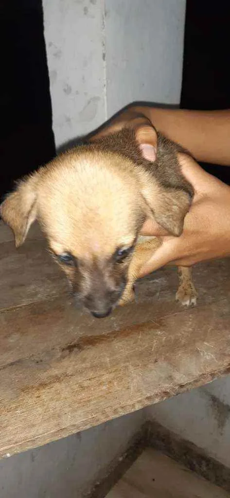 Cachorro raça SRD idade 2 a 6 meses nome Filhites4