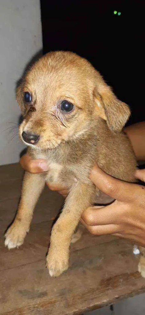 Cachorro raça SRD idade 2 a 6 meses nome Filhites4