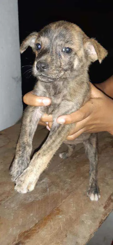Cachorro raça SRD idade 2 a 6 meses nome Filhites4