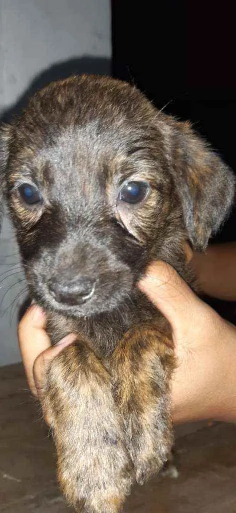 Cachorro raça SRD idade 2 a 6 meses nome Filhites4