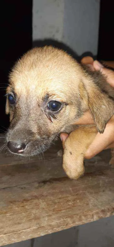 Cachorro raça SRD idade 2 a 6 meses nome Filhites4