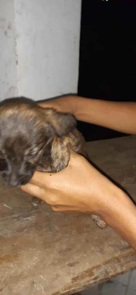 Cachorro raça SRD idade 2 a 6 meses nome Filhites4