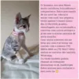 O dono escolherá 