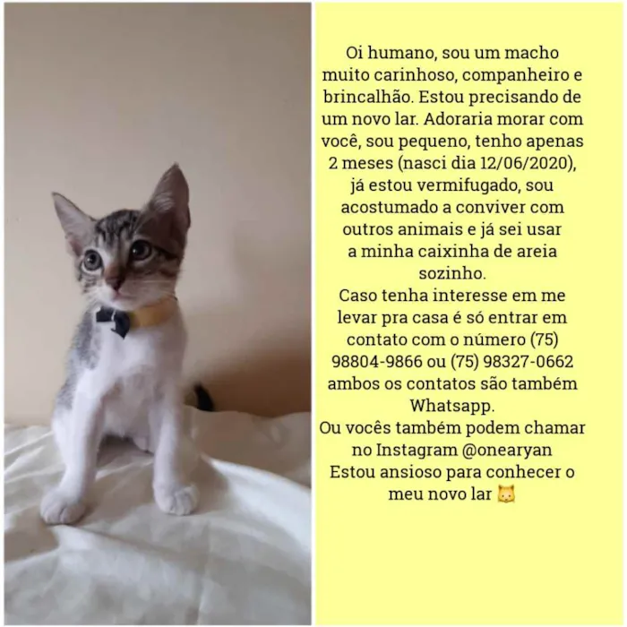 Gato raça Sem raça distinta idade 2 a 6 meses nome O dono escolherá 