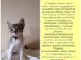 O dono escolherá 