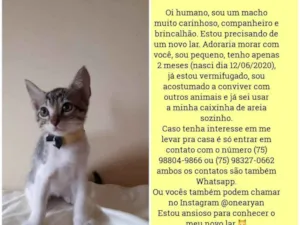 Gato raça Sem raça distinta idade 2 a 6 meses nome O dono escolherá 