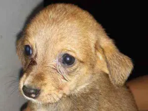 Cachorro raça SRD idade 2 a 6 meses nome Filhites4