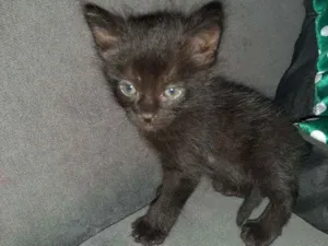 Gato raça Sem raça  idade 2 a 6 meses nome Pretinha